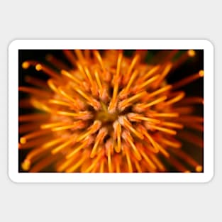 Fynbos Fireworks Sticker